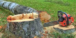 Best Root Management and Removal  in Honey Grove, TX