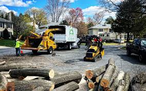 How Our Tree Care Process Works  in  Honey Grove, TX