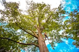 Best Leaf Removal  in Honey Grove, TX