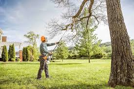  Honey Grove, TX Tree Removal Pros