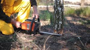 Best Utility Line Clearance  in Honey Grove, TX