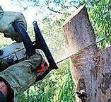 Best Tree Risk Assessment  in Honey Grove, TX