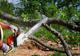 Best Palm Tree Trimming  in Honey Grove, TX