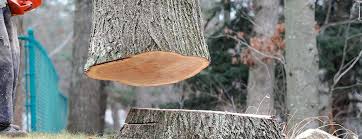 Best Emergency Tree Removal  in Honey Grove, TX