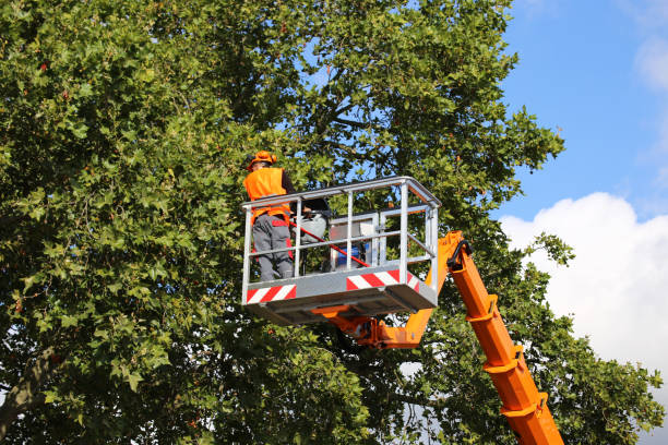 Best Tree Cabling and Bracing  in Honey Grove, TX