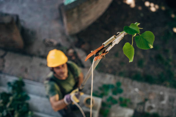 Best Hazardous Tree Removal  in Honey Grove, TX