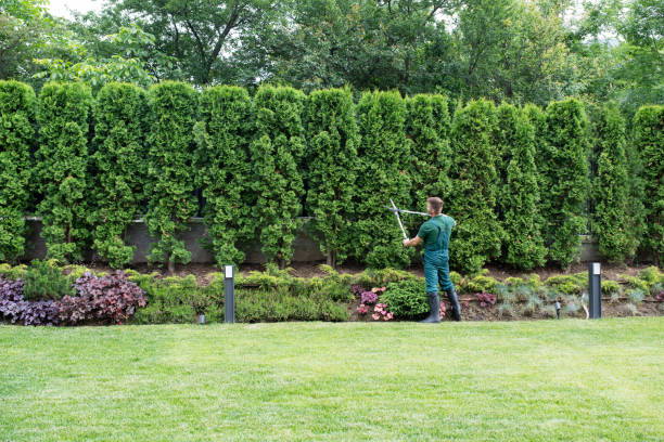 Best Commercial Tree Services  in Honey Grove, TX