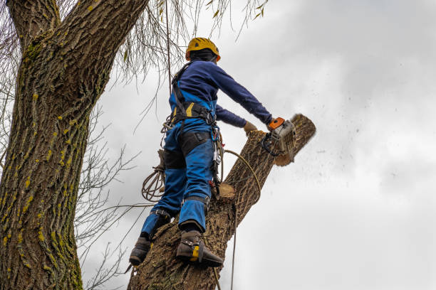 Best Tree Mulching  in Honey Grove, TX