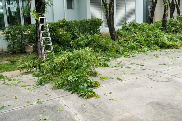 Best Stump Grinding and Removal  in Honey Grove, TX