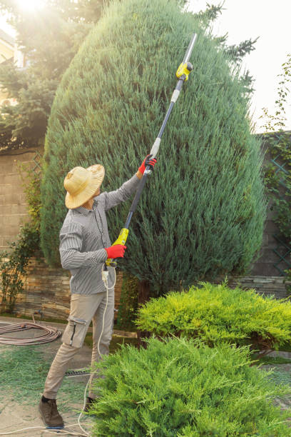 Best Lawn Disease Treatment  in Honey Grove, TX