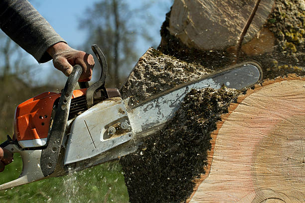 Best Tree Health Inspection  in Honey Grove, TX