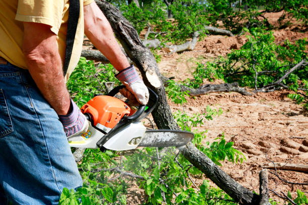 Lawn Watering Services in Honey Grove, TX