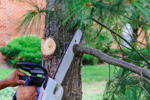 Best Tree Preservation Services  in Honey Grove, TX